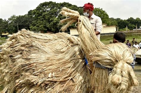 Jute Fiber: An Exploration into Its Biodegradability and Versatility for Sustainable Textile Applications