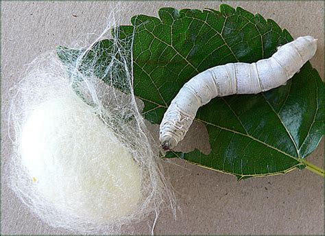  Silkworm Silk: Revolutionizing Bioengineering and Tissue Regeneration!