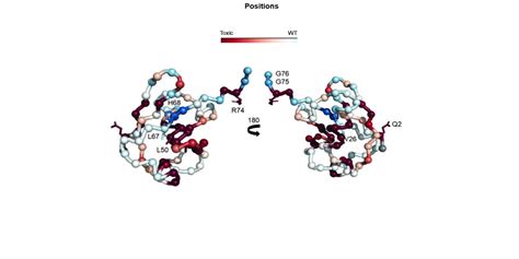  Ubiquitin: Unraveling the Mystery of Protein Degradation for Pharmaceutical Advancements!