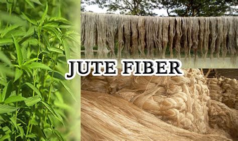 Jute Fiber: Durable Biomaterial for Sustainable Packaging Solutions!